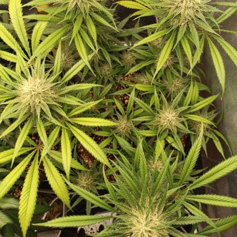 Lemon Kush growlog timeline photo
