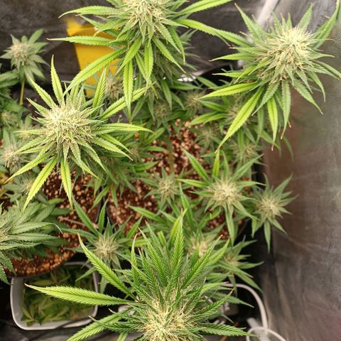 Lemon Kush growlog timeline photo