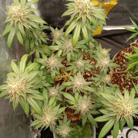 Tangie growlog timeline photo