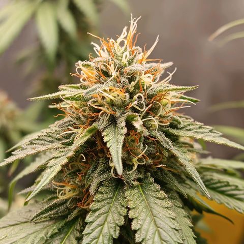 Tangie growlog timeline photo