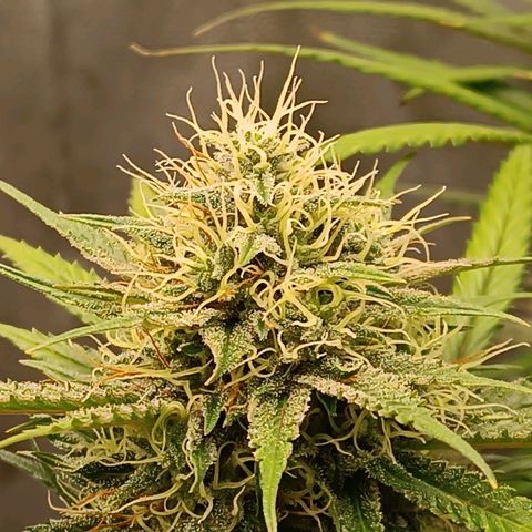 Lemon Kush growlog timeline photo