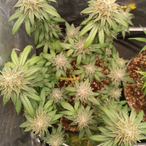 Tangie growlog timeline photo