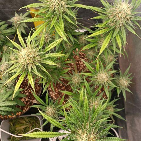 Lemon Kush growlog timeline photo