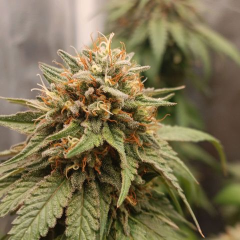 Tangie growlog timeline photo