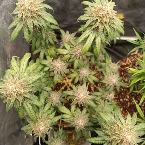 Tangie growlog timeline photo