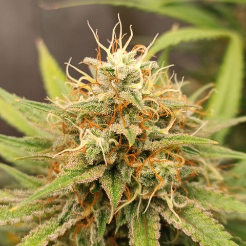 Lemon Kush growlog timeline photo