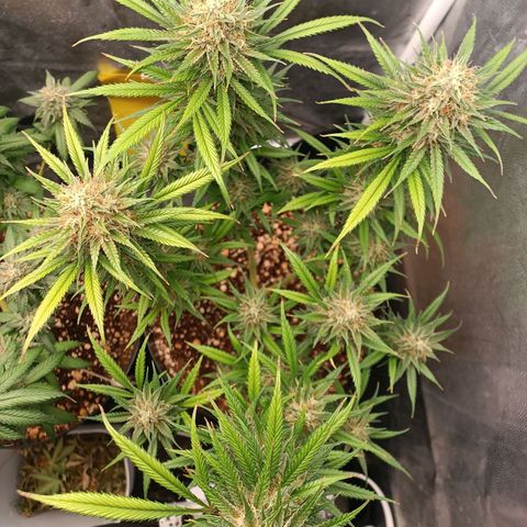 Lemon Kush growlog timeline photo