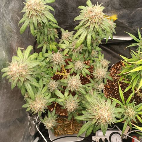 Tangie growlog timeline photo