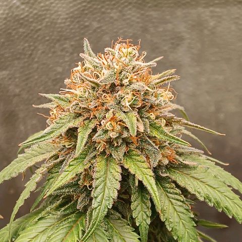 Tangie growlog timeline photo