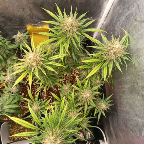 Lemon Kush growlog timeline photo