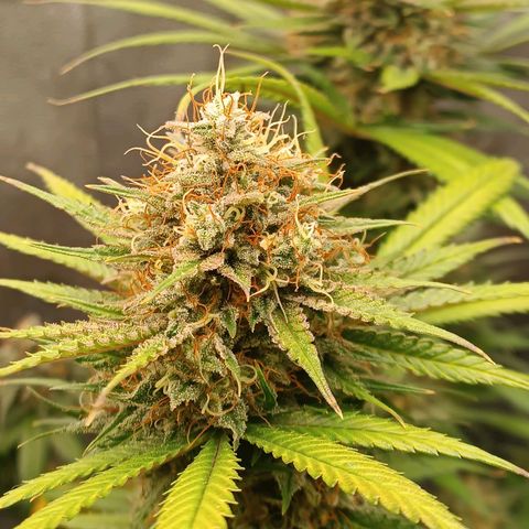 Lemon Kush growlog timeline photo