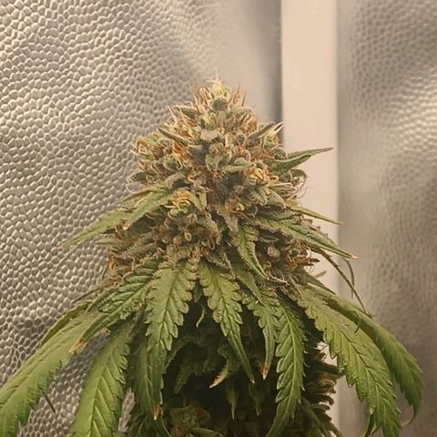 Tangie growlog timeline photo