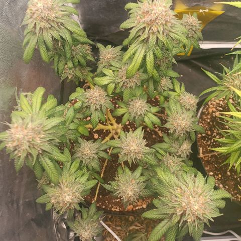 Tangie growlog timeline photo