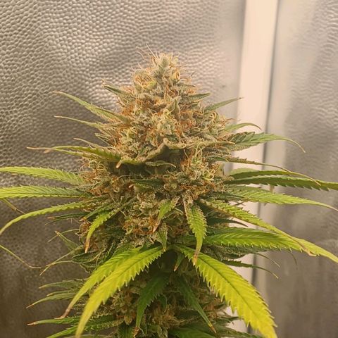 Lemon Kush growlog timeline photo