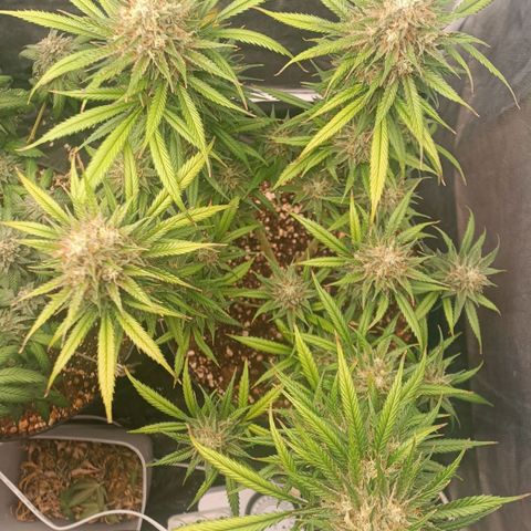 Lemon Kush growlog timeline photo