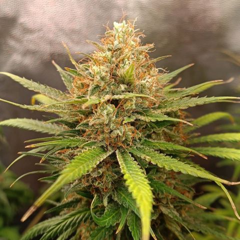 Lemon Kush growlog timeline photo
