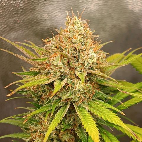Lemon Kush growlog timeline photo