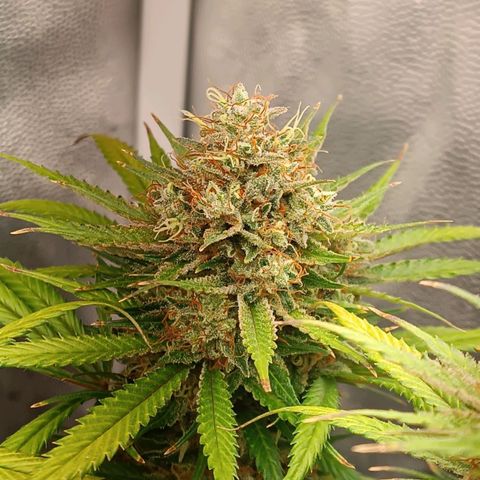 Lemon Kush growlog timeline photo