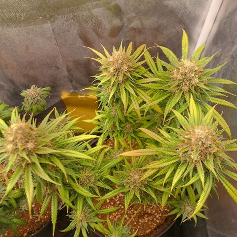 Lemon Kush growlog timeline photo