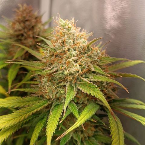 Lemon Kush growlog timeline photo