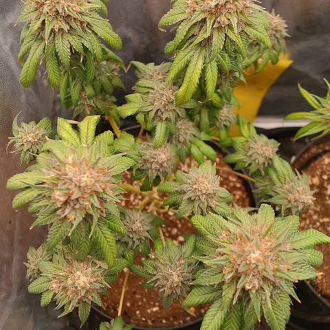 Tangie growlog timeline photo