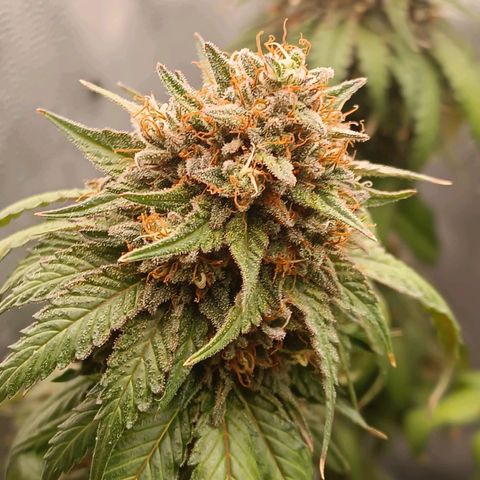 Tangie growlog timeline photo