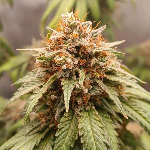 Tangie growlog timeline photo