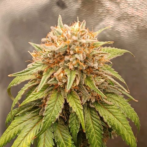 Tangie growlog timeline photo