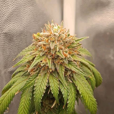 Tangie growlog timeline photo