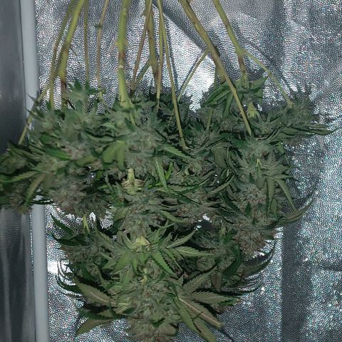 Tangie growlog timeline photo