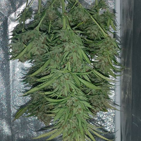 Lemon Kush growlog timeline photo