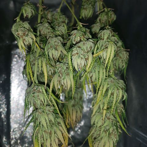 Lemon Kush growlog timeline photo