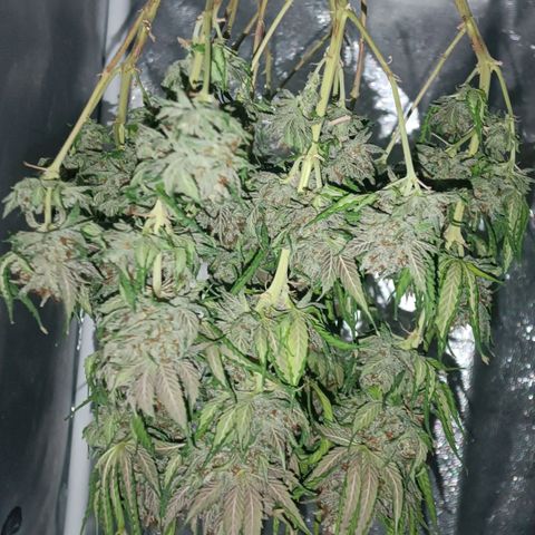 Tangie growlog timeline photo