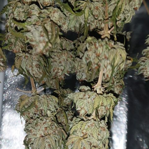 Tangie growlog timeline photo