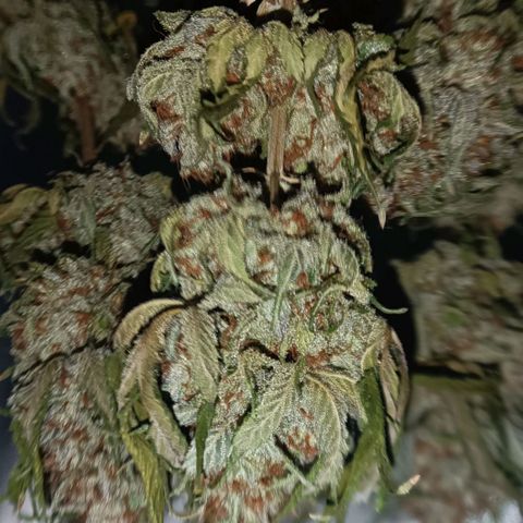 Tangie growlog timeline photo