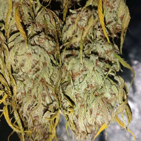 Lemon Kush growlog timeline photo
