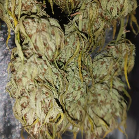 Lemon Kush growlog timeline photo