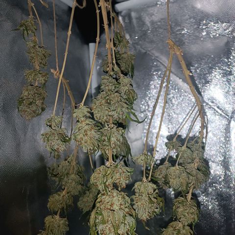 Tangie growlog timeline photo
