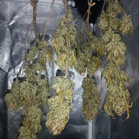 Lemon Kush growlog timeline photo