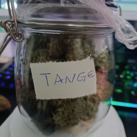 Tangie growlog photo: 40g seca e trimada 