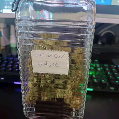 Lemon Kush growlog photo: 41g seca e trimada 