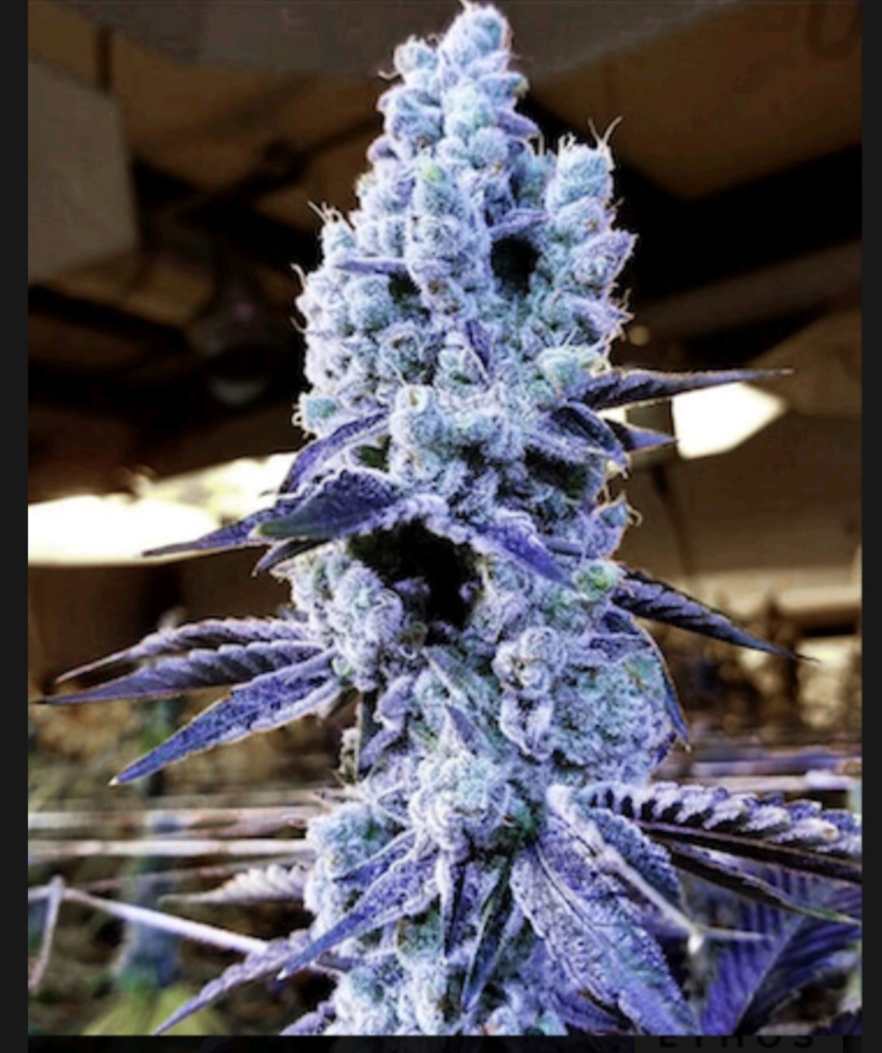 Mandarin Cookies R1 V2 growlog header