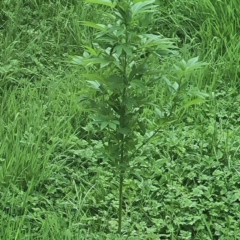Mandarin Cookies R1 V2 growlog photo