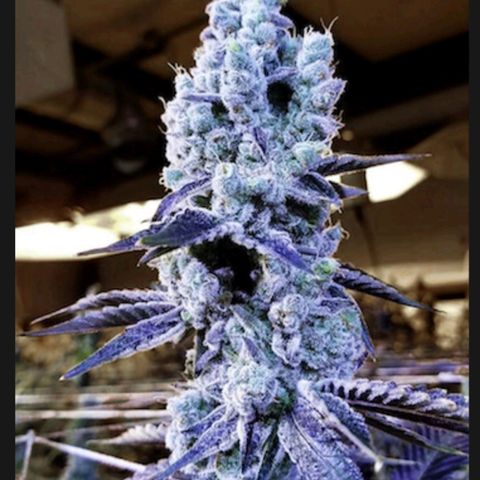 Mandarin Cookies R1 V2 growlog in In and outdoor