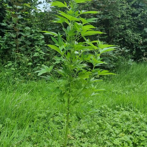 Mandarin Cookies R1 V2 growlog photo