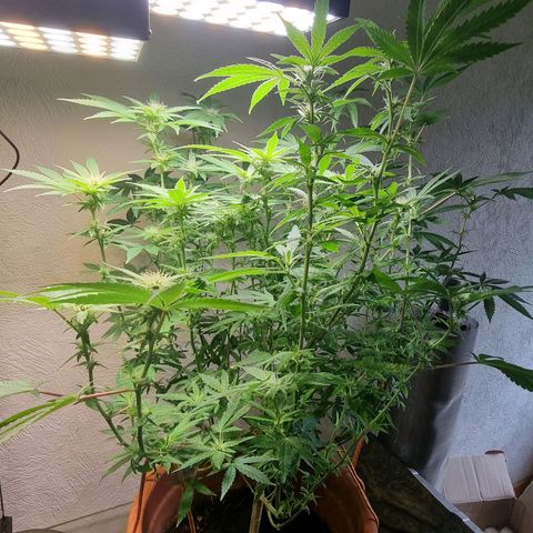 Strawberry banana growlog timeline photo
