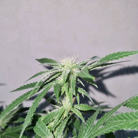 Strawberry banana growlog timeline photo