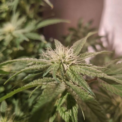Strawberry banana growlog timeline photo