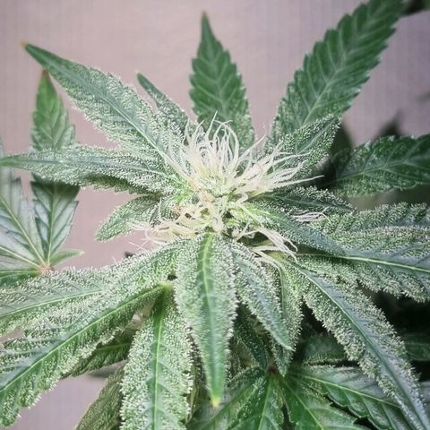 Strawberry banana growlog timeline photo