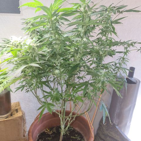 Strawberry banana growlog timeline photo